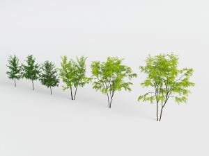 六棵绿色的道旁树木