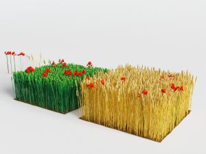 青绿色麦子和金黄熟麦子