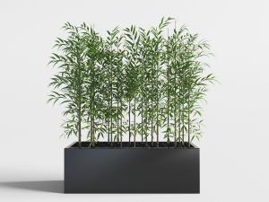 花箱竹子盆栽植物