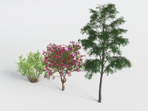 花树、灌木和槐树景观树木