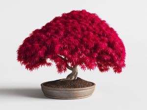 土陶花盆红色叶片的盆景盆栽