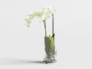 蝴蝶兰花瓶花卉