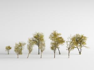 多棵绿色道旁树木