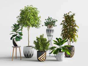 现代室内盆栽植物