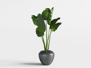 黑色陶盆里的芭蕉盆栽植物