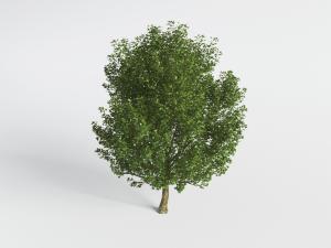 一棵绿色的道旁树木