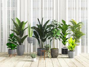 现代水泥花盆盆栽植物