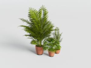 现代红色陶盆盆栽植物