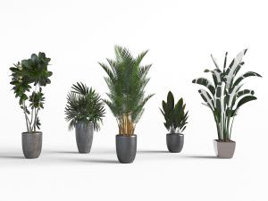 现代北欧室内盆栽植物