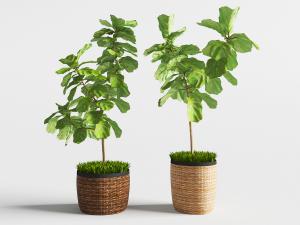 藤编箩筐花盆盆栽植物