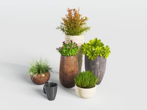 陶瓷花盆盘栽植物