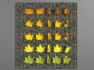 秋季不同时段不同枯干程度的黄色落叶树叶