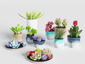 陶瓷花盆盆栽多肉植物