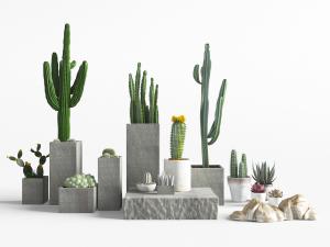 方形水泥花盆里的仙人棒、仙人掌盆栽植物