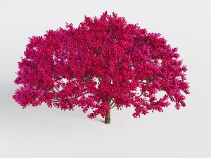 开满红色树叶花朵的景观树木