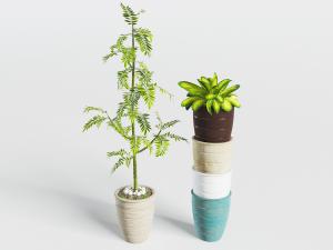 陶瓷花盆盆栽植物