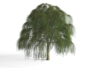 高大枝叶繁茂的柳树道旁树木