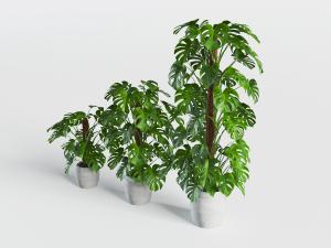 水泥花盆龟背竹盆栽植物