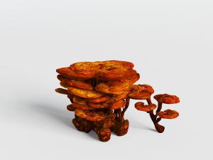 中国的灵芝花草植物