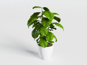 白色陶瓷花盆盆栽大叶植物