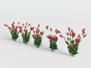 开着红色花朵的花草植物