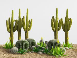 种植在沙土粒上的仙人球、仙人棒多肉花草植物