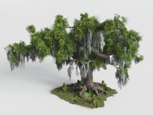 原始森林里的老树古树