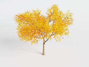 长满黄色树叶的道旁景观树木