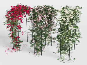 金属拱形门上的蔷薇藤蔓植物