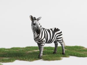 站立的斑马、草地