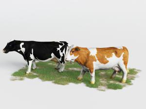 奶牛、黄牛、草地