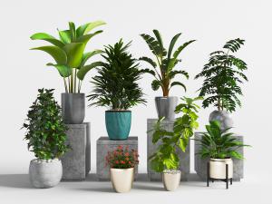 盆栽植物、石台柱