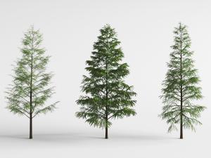 三棵三角形的柏树、松树景观树木