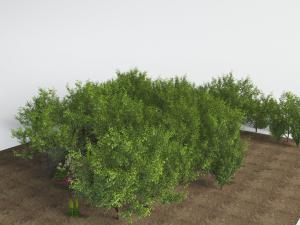 现代绿色灌木丛