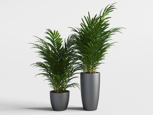 现代北欧黑色陶瓷花盆里的盆栽植物