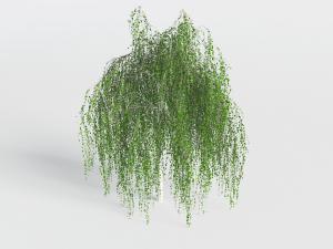 一棵垂丝柳树道旁树木