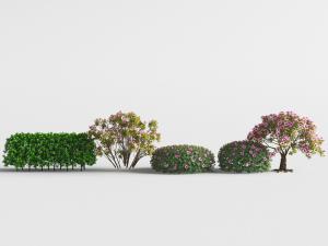 开满花朵的花草灌木丛