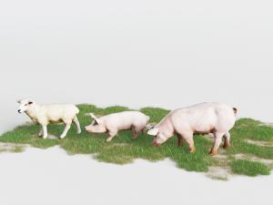 草地上的吃草的羊、猪动物