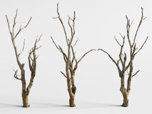 冬日里的干枯的大树