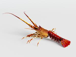 大龙虾水生动物