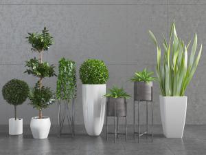 现代陶瓷花盆盆栽观赏植物