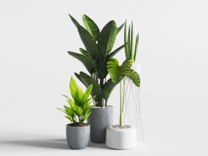 水泥花盆盆栽植物