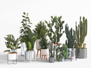 放在花架上的仙人掌、龟背竹盆景盆栽