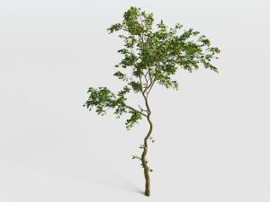 一棵枝干弯曲的树