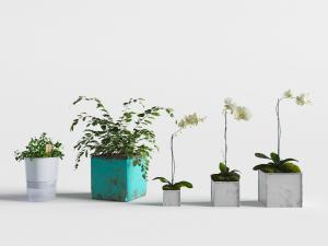 做旧花盆盆栽植物