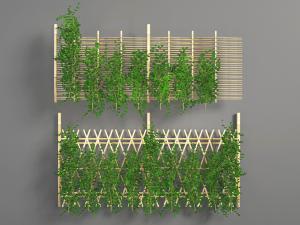 爬满篱笆的藤蔓植物