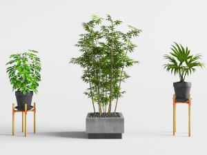 现代水泥花盆竹子盆栽植物