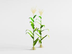 两棵成长中的玉米