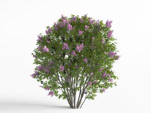 开满紫色花朵的树木