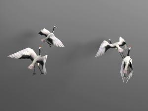 飞行的鹤鸟3d模型 飞行的鹤鸟